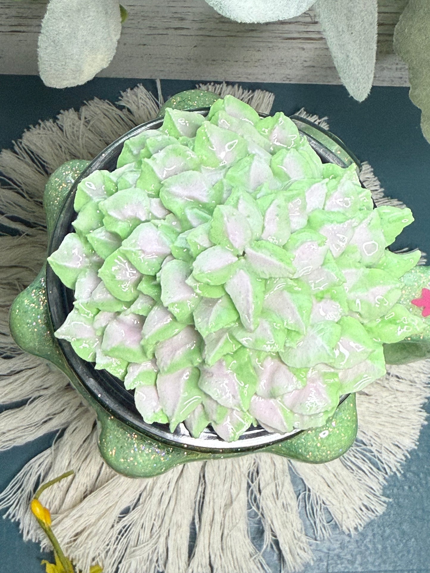 🌵🌸cactus🌸🌵